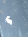 Bird Poo 04